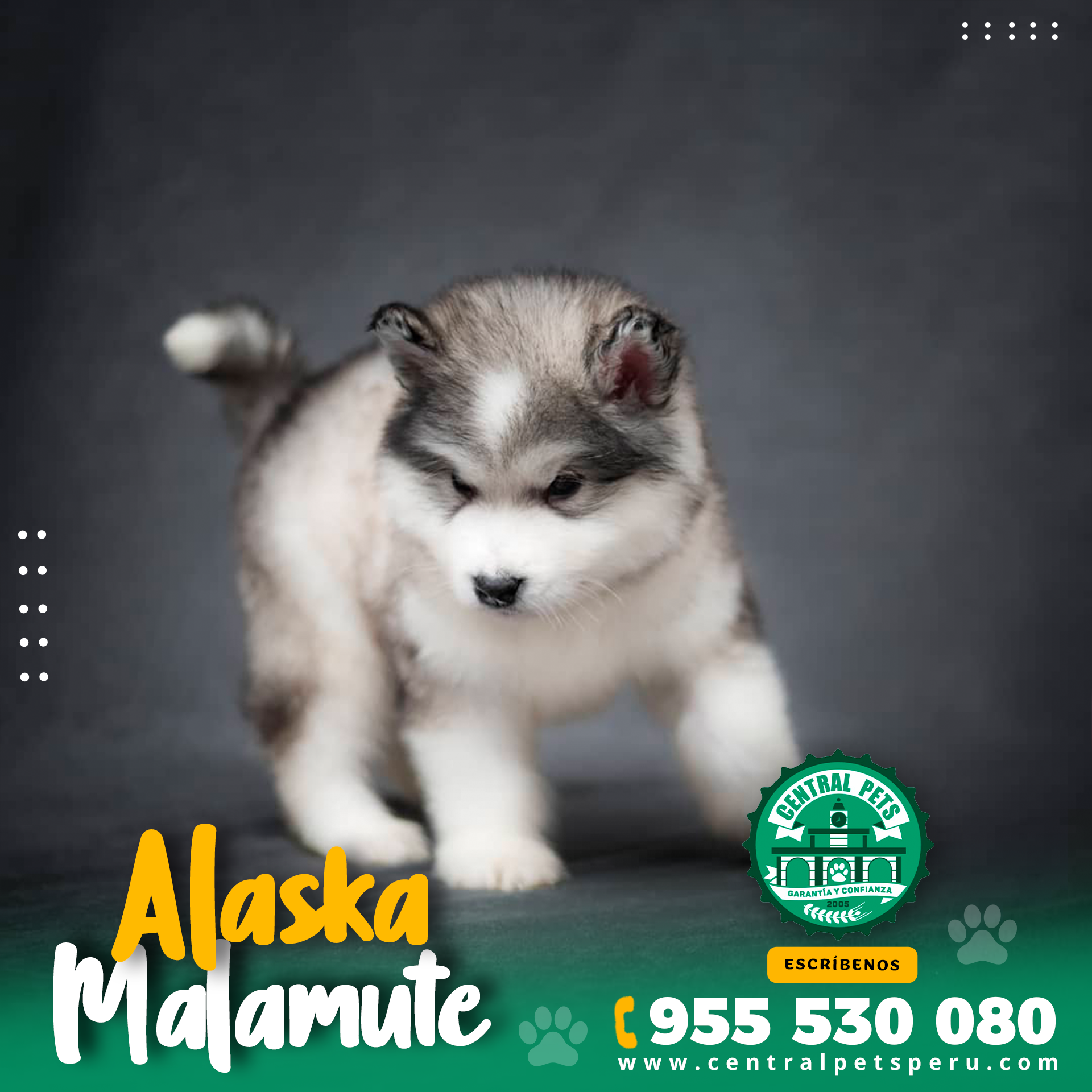 Alaska Malamute (3)