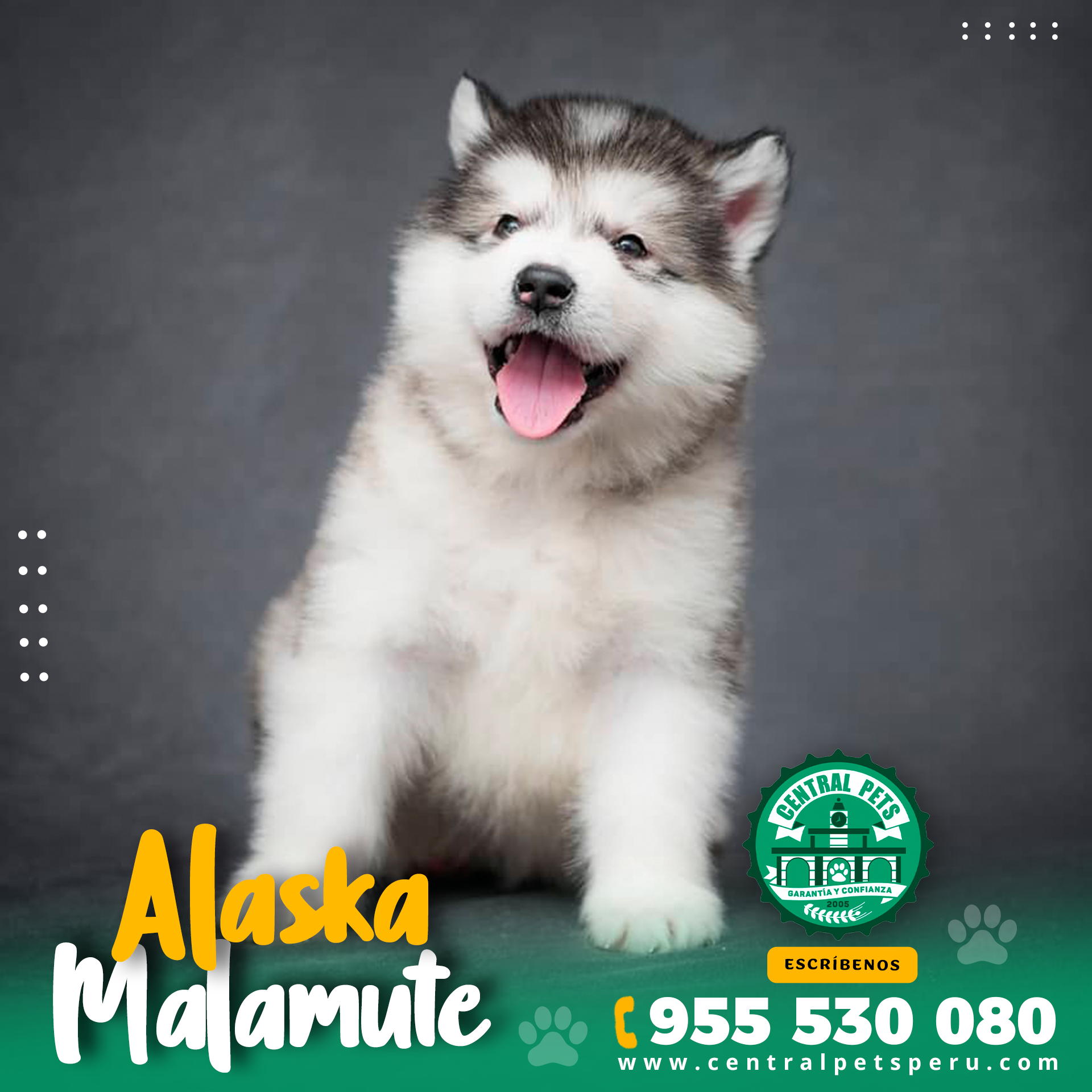 Alaska Malamute (4)