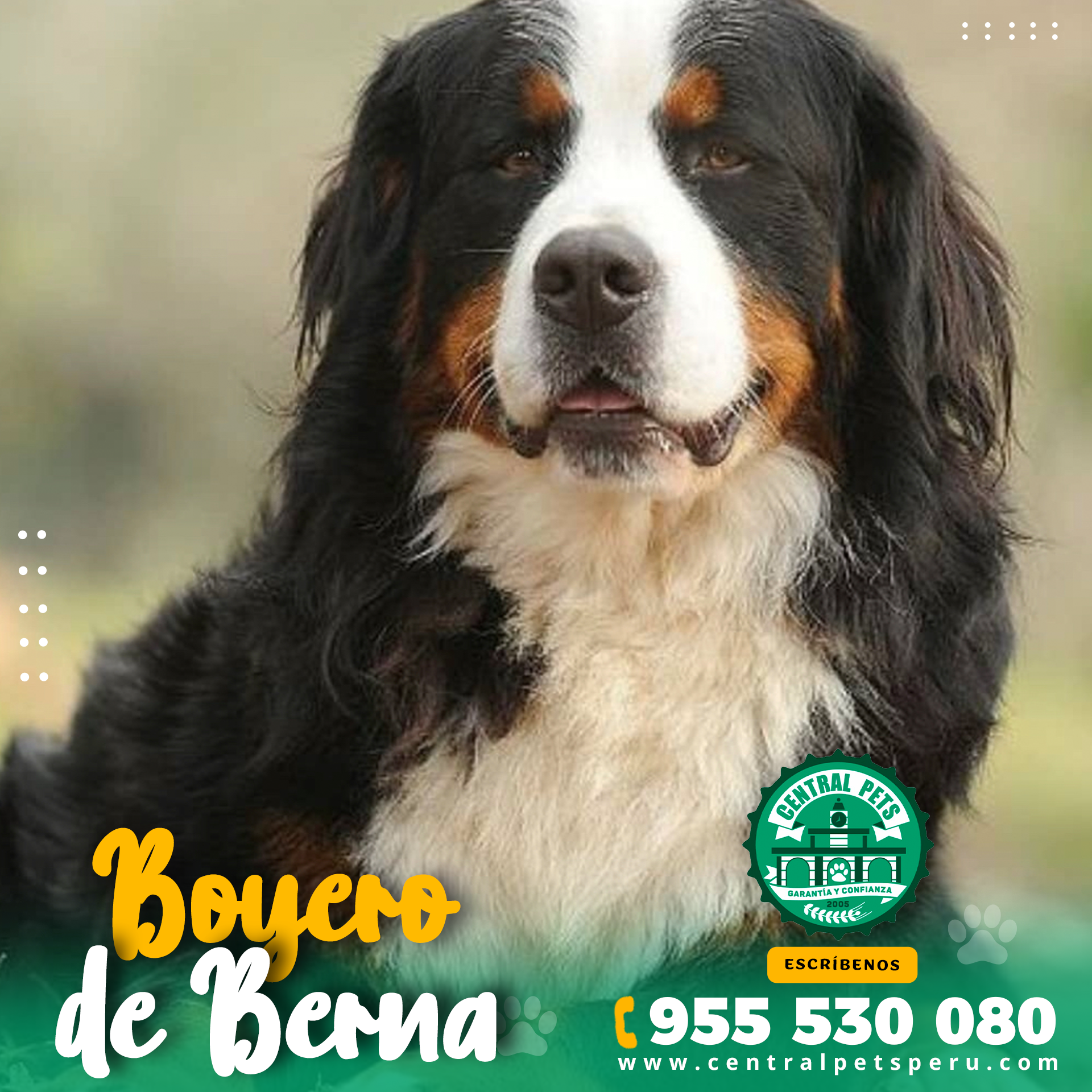 Boyero de Berna (2)