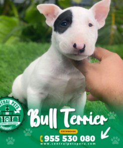 BULL TERRIER