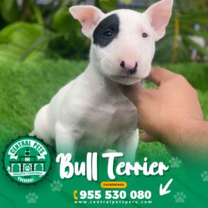 BULL TERRIER