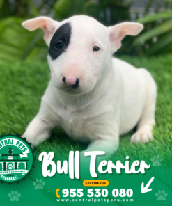 Alternative view of BULL TERRIER