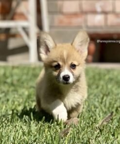 Corgi