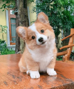 Corgi