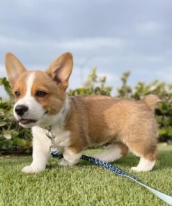 Corgi