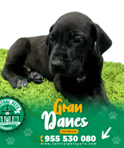 GRAN DANES