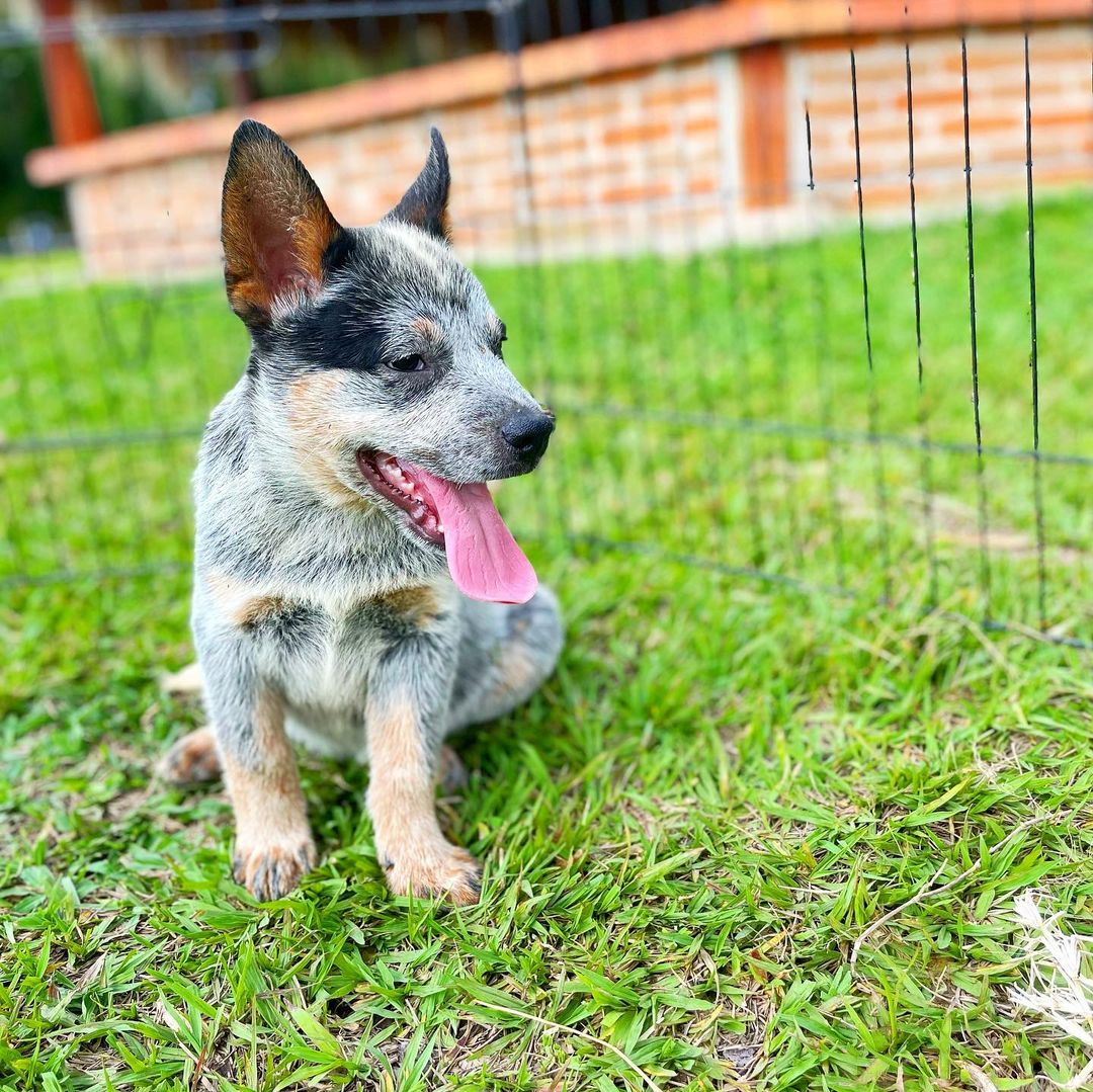 Pastor Australiano Pastor Australiano