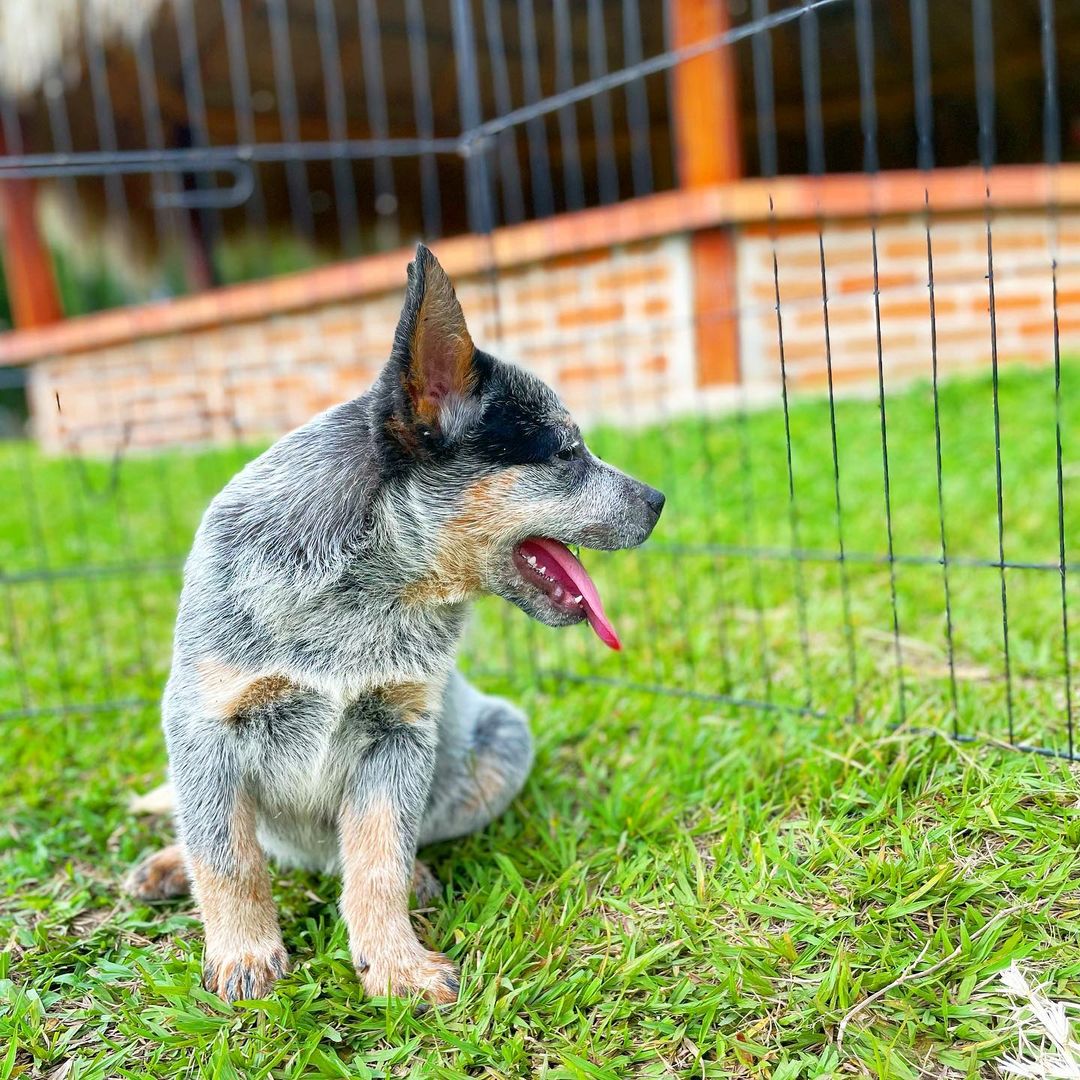 Pastor Australiano Pastor Australiano