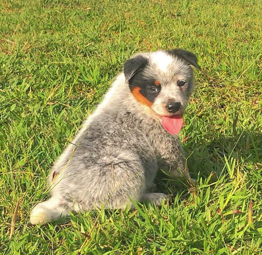 Pastor Australiano Pastor Australiano