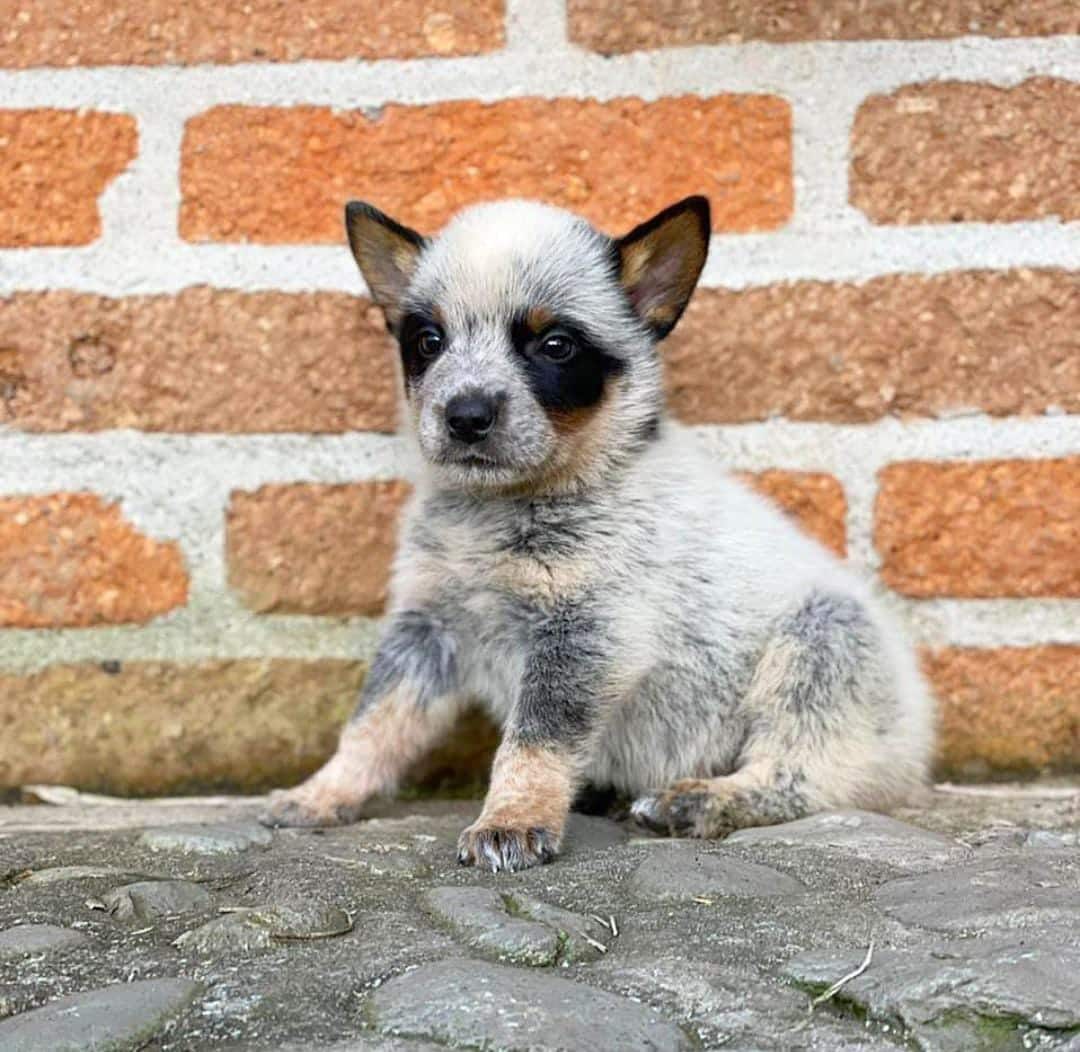 Pastor Australiano Pastor Australiano