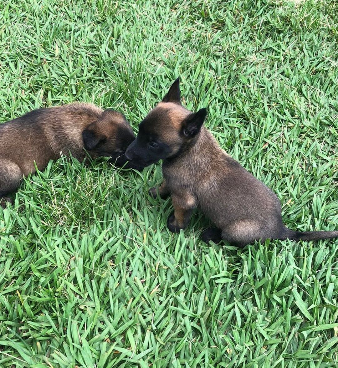 Pastor Belga Pastor Belga