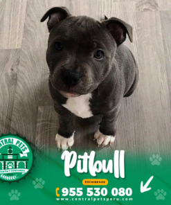 PITBULL BLUE