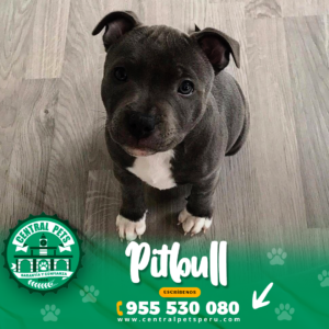 PITBULL BLUE