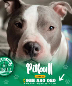 Alternative view of PITBULL BLUE
