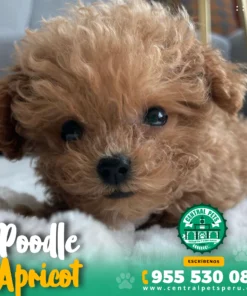 POODLE STANDARD