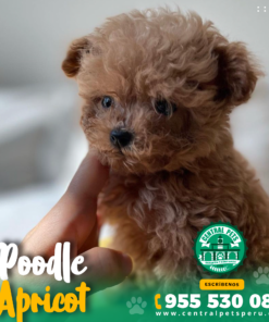Alternative view of POODLE STANDARD
