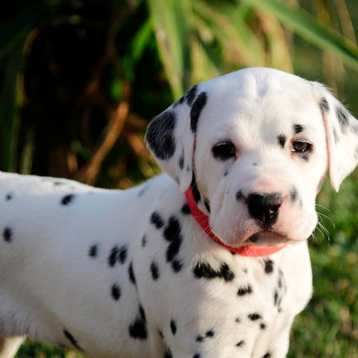 Dálmata Dálmata