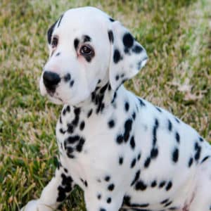Dálmata