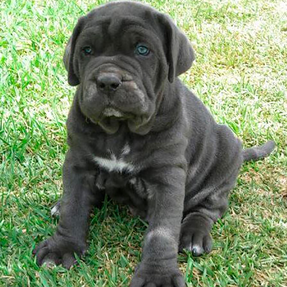 Mastín Italiano Mastín Italiano