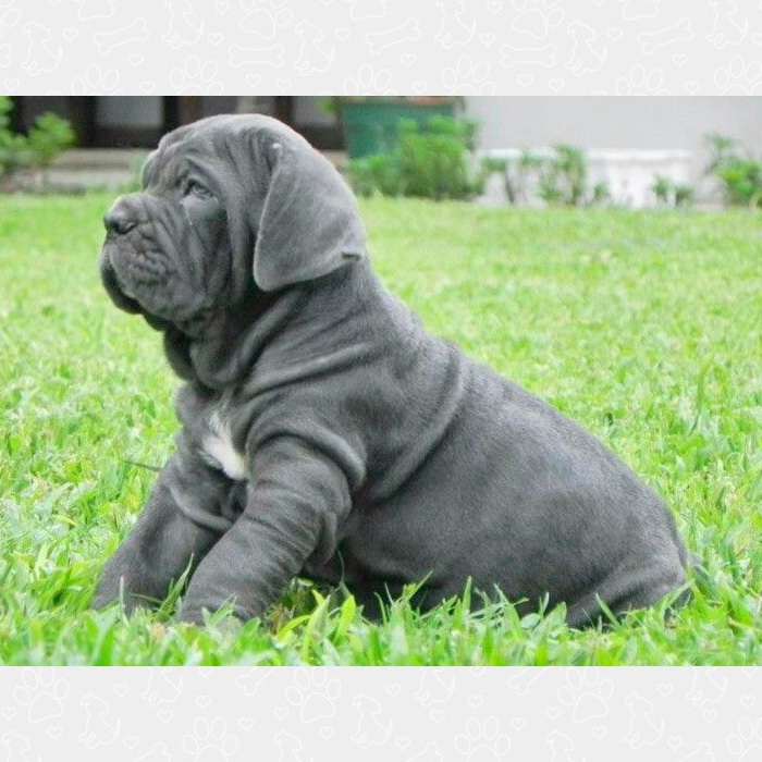 Mastín Napolitano Mastín Napolitano