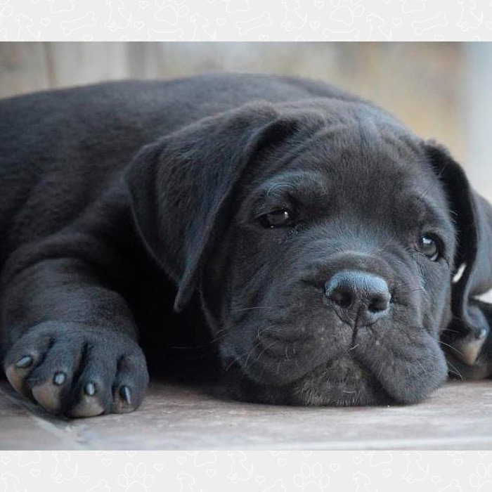 Mastín Napolitano Mastín Napolitano