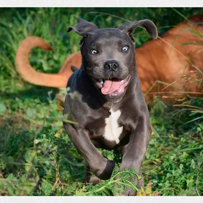 Mastín Napolitano Mastín Napolitano