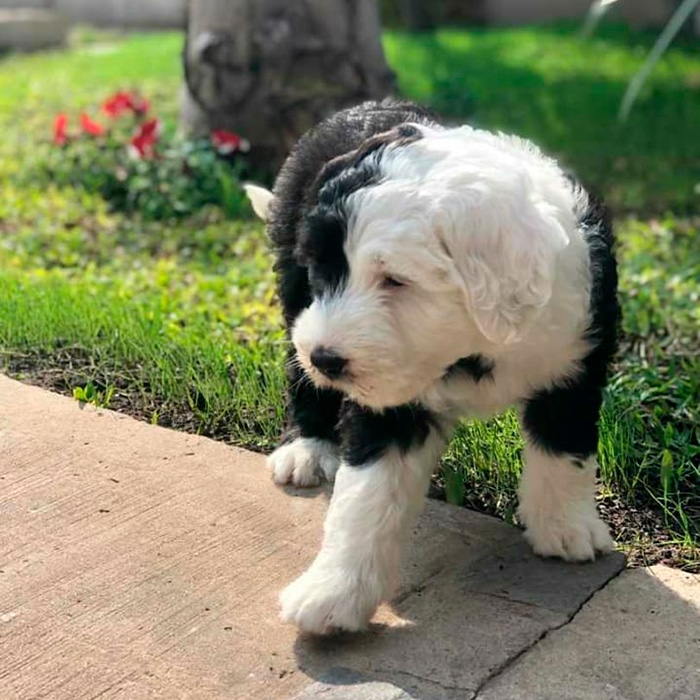 Ovejero Inglés Ovejero Inglés