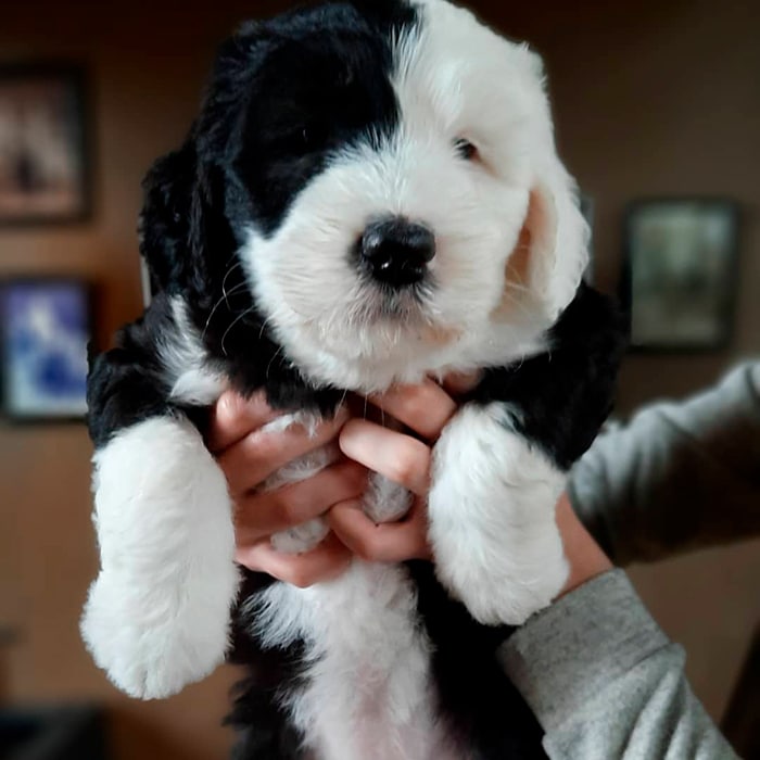 Ovejero Inglés Ovejero Inglés