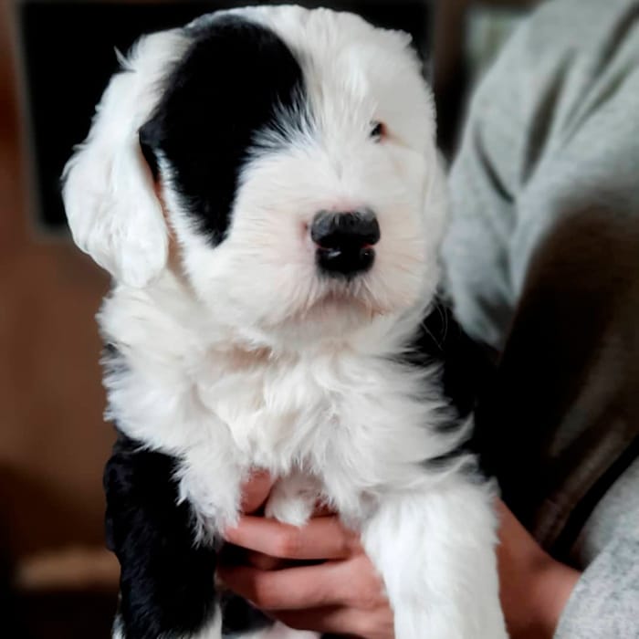 Ovejero Inglés Ovejero Inglés