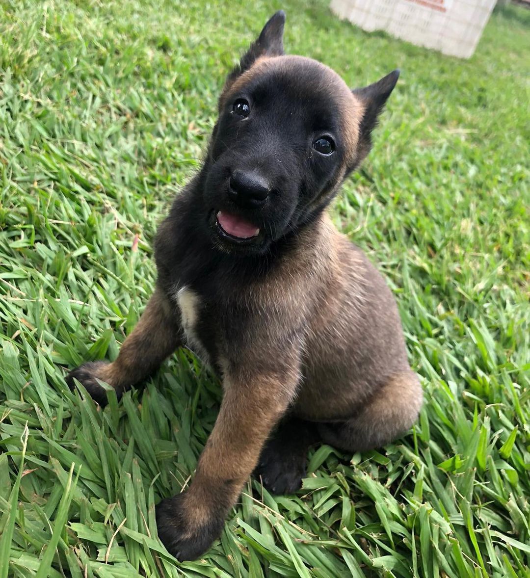 Pastor Belga Pastor Belga