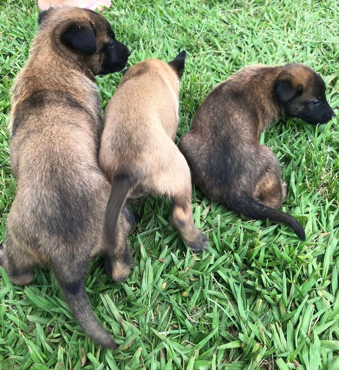 Pastor Belga Pastor Belga