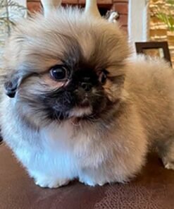 Pekinés