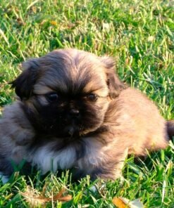 Pekinés