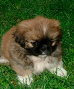 Pekinés
