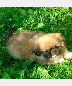 Pekinés