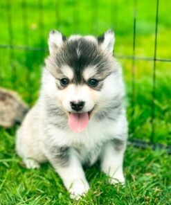 Pomsky