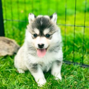 Pomsky