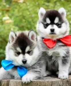 Pomsky