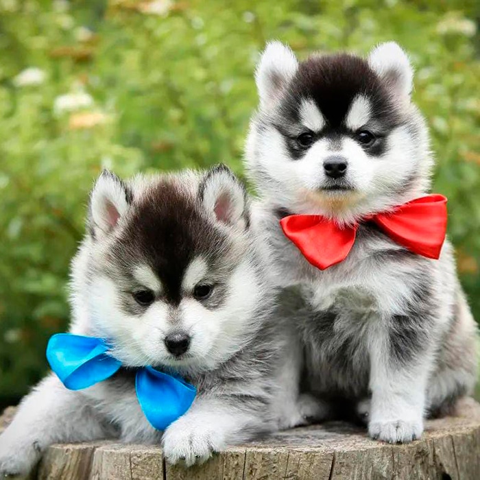 Pomsky Pomsky