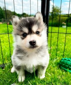 Pomsky