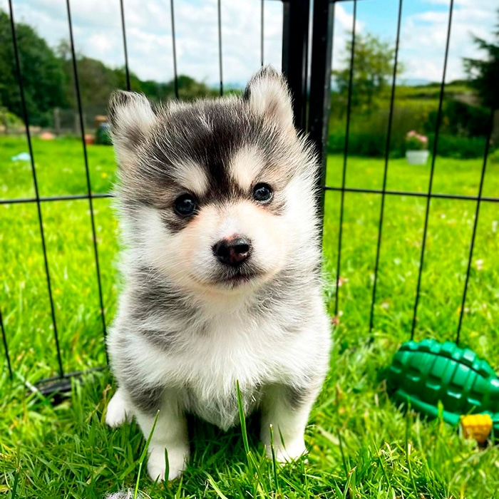 Pomsky Pomsky