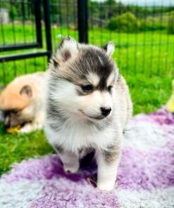 Pomsky