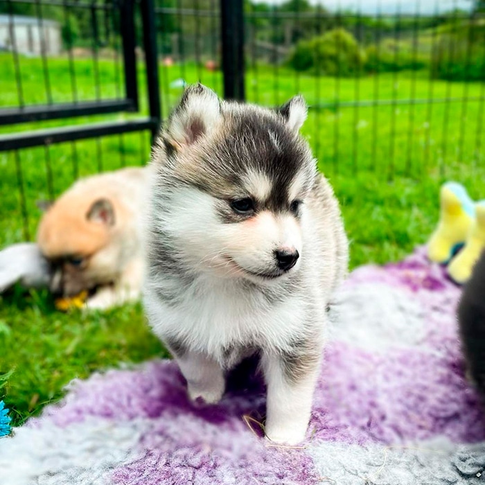 Pomsky Pomsky