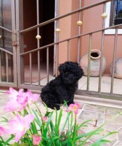 Poodle Negro