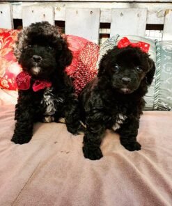 Poodle Negro