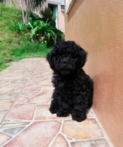 Poodle Negro