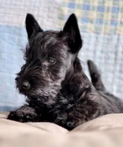 Scottish Terrier