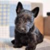 Scottish Terrier