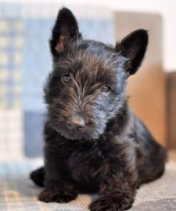 Scottish Terrier