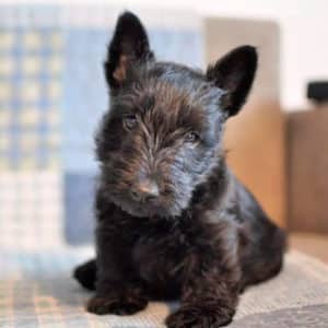 Scottish Terrier